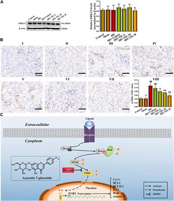 Tilianin Reduces Apoptosis via the ERK/EGR1/BCL2L1 Pathway in Ischemia/Reperfusion-Induced Acute Kidney Injury Mice